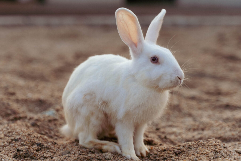 rabbit therapy